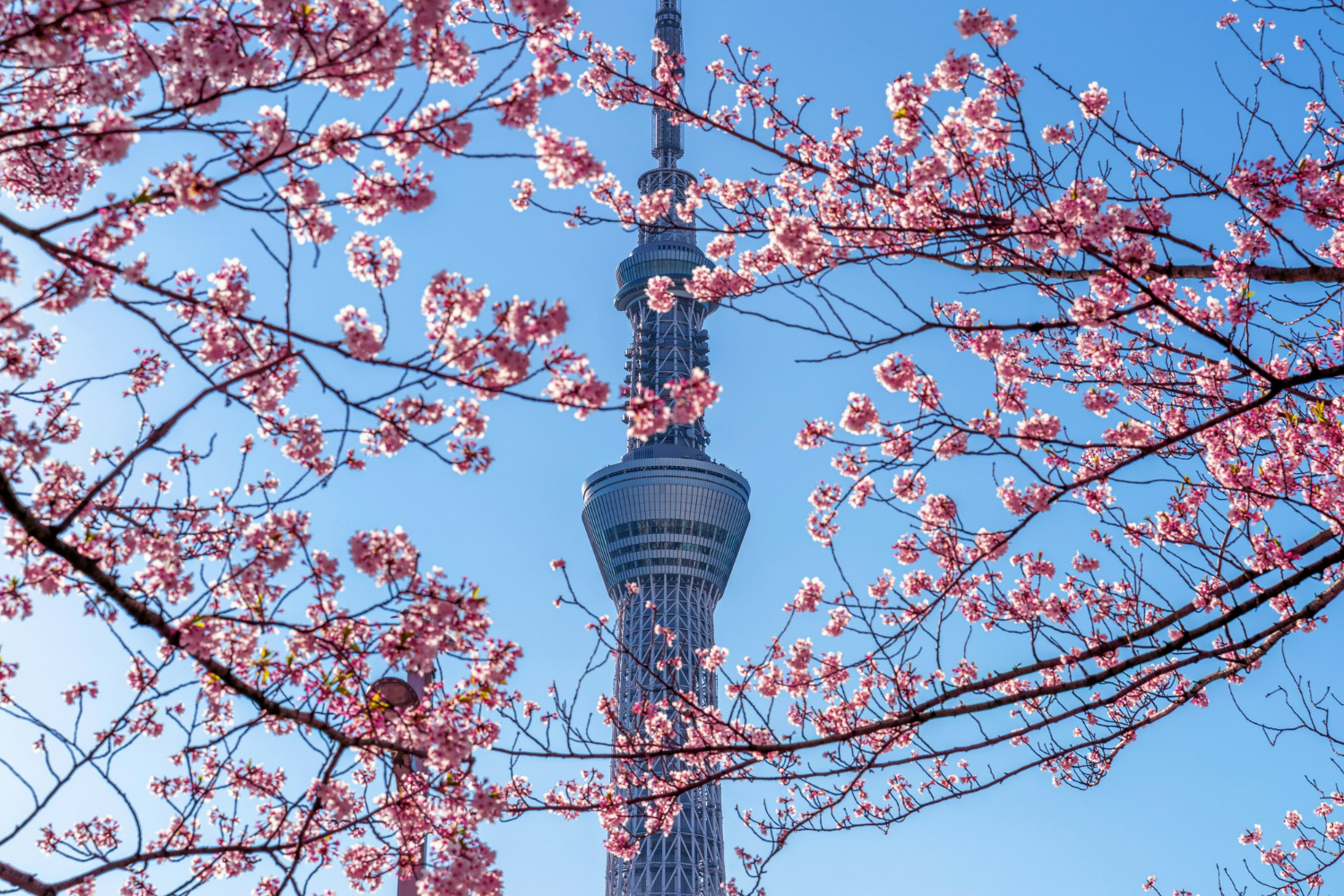 Best Activities in Tokyo
