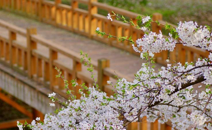 Cherry blossoms along a pedestrian street.