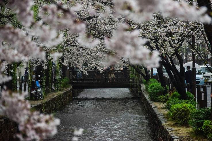 Cherry blossoms along a pedestrian street.