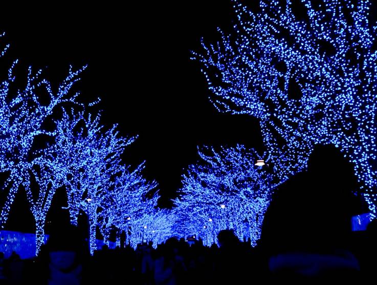 Trees illuminated by blue lights at night.