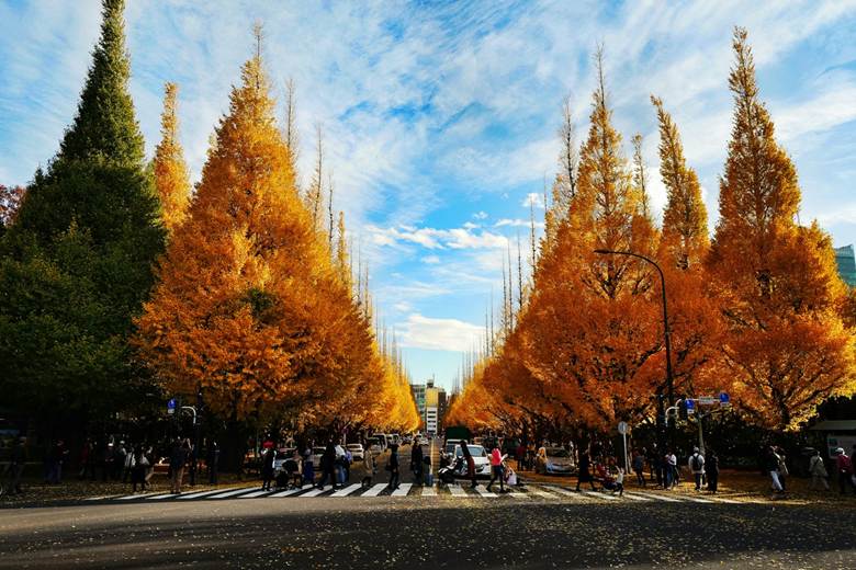 Meiji Jingu Gaien is famous for its beautiful, yellow ginkgo trees in the autumn.