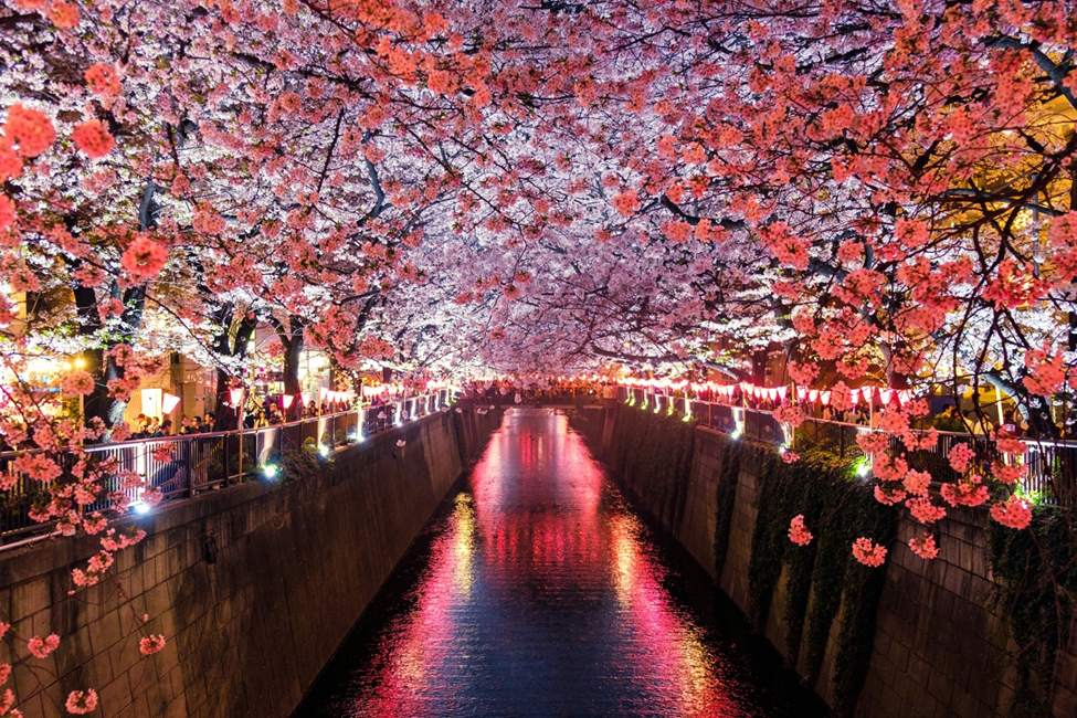 A nighttime view of a narrow canal flanked by stone walls, with cherry blossom trees