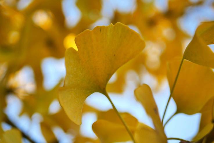 Ginkgo leaves against the sky.