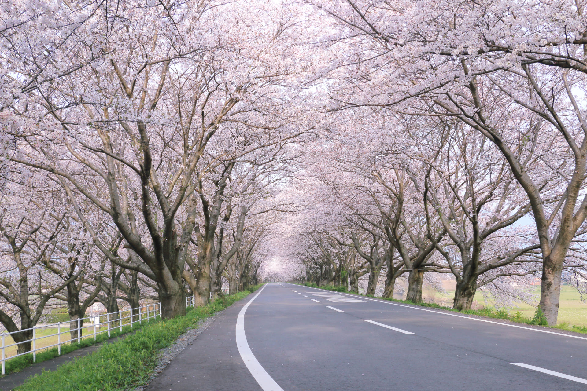 Blooming cherry blossoms