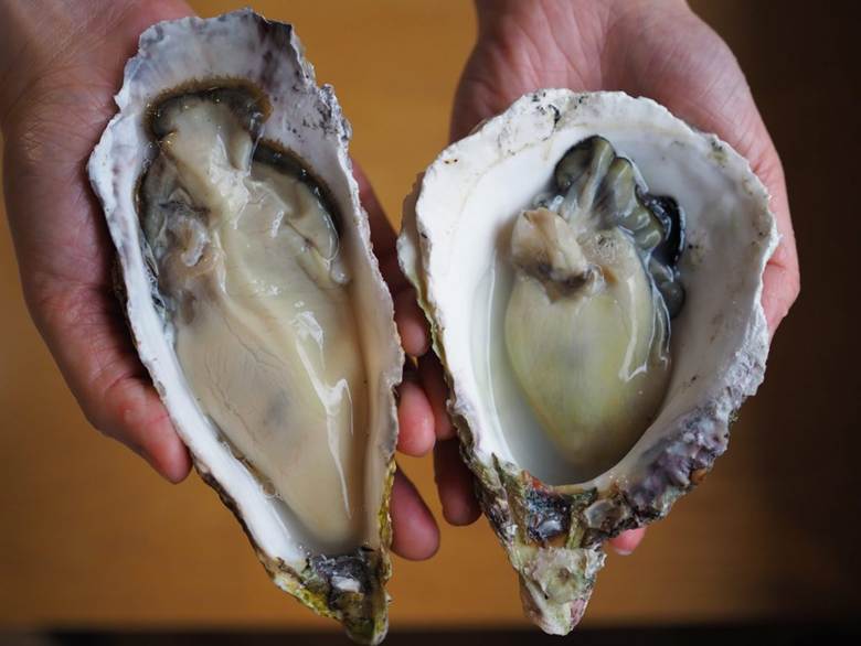 the rock oyster 