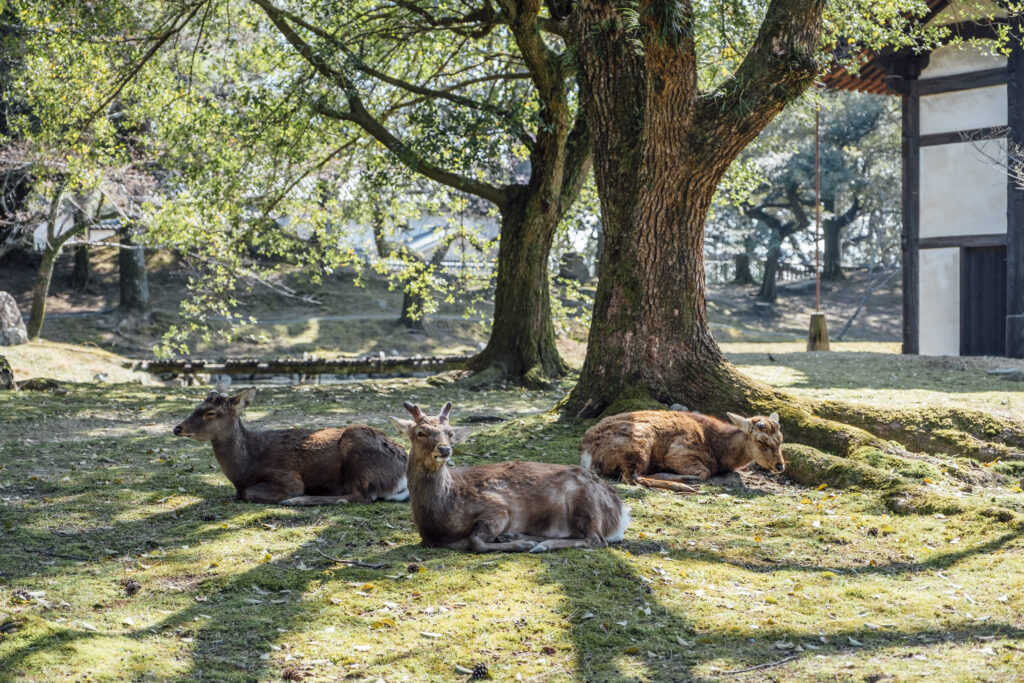 deer in Nara